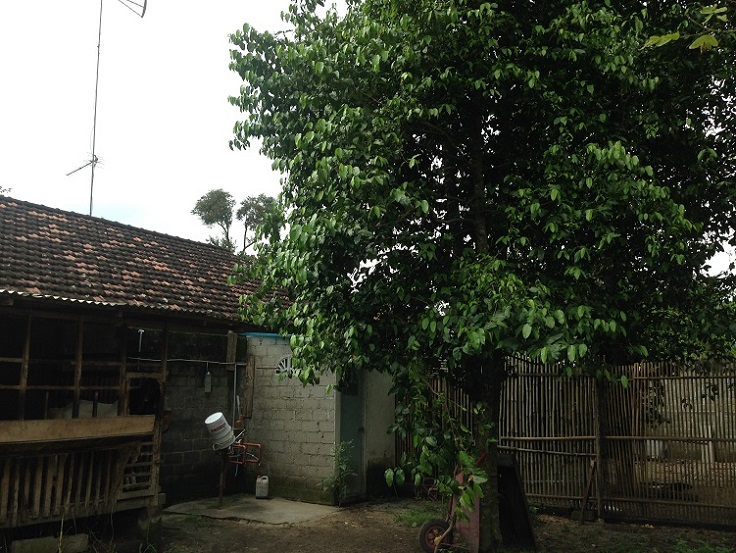 Kedriの農家自宅の庭に植えられたメリンジョの樹　２．メリンジョの安全性