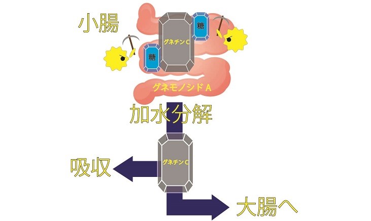 腸内細菌による加水分解イメージ図　３．グネチンCの吸収と代謝
