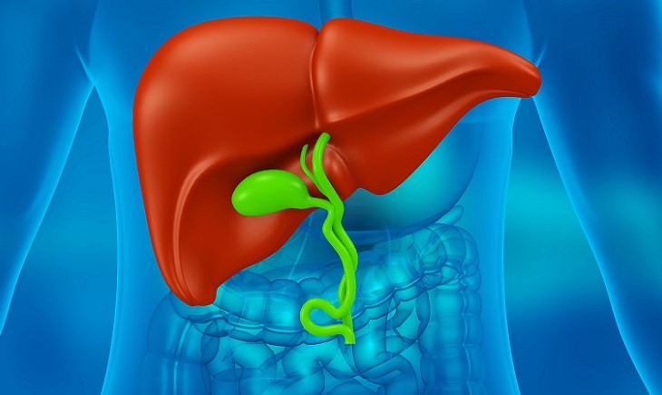 胆汁と肝臓の図　３．グネチンCの吸収と代謝