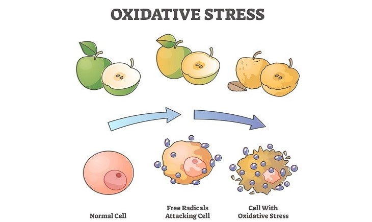 酸化ストレスのイメージ図　９．抗酸化とグネチンC