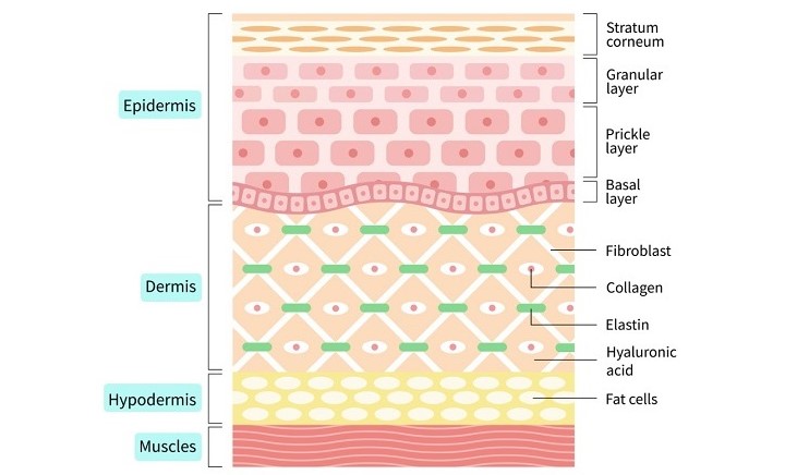 肌の構成イメージ図　９．抗酸化とグネチンC