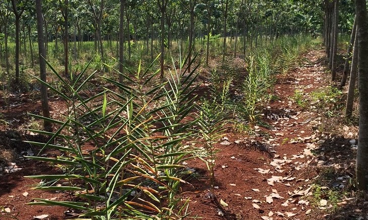 ジャワしょうがの栽培　④自然と共存した栽培（natural farming））