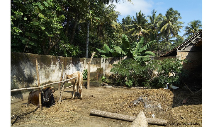 インドネシア農家の裏庭で暮らす家畜