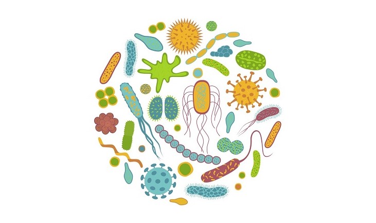 腸内フローラ　６．腸内細菌とグネチンC