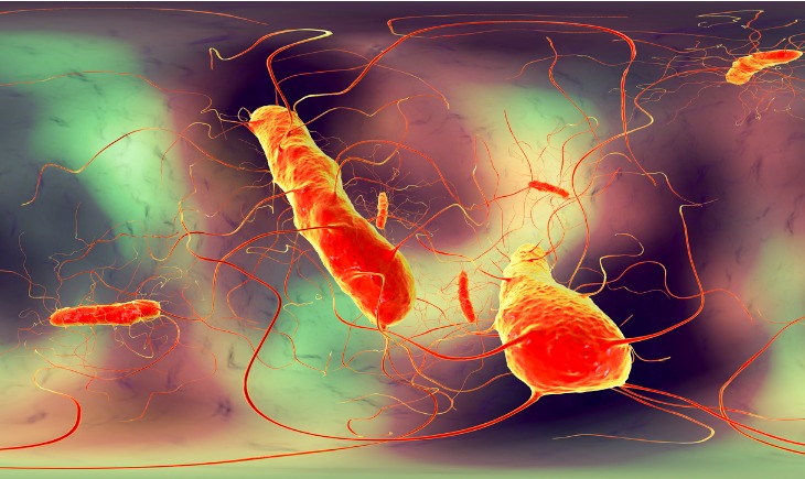クロストリジウム・ディフィシルイメージ図　６．腸内細菌とグネチンC