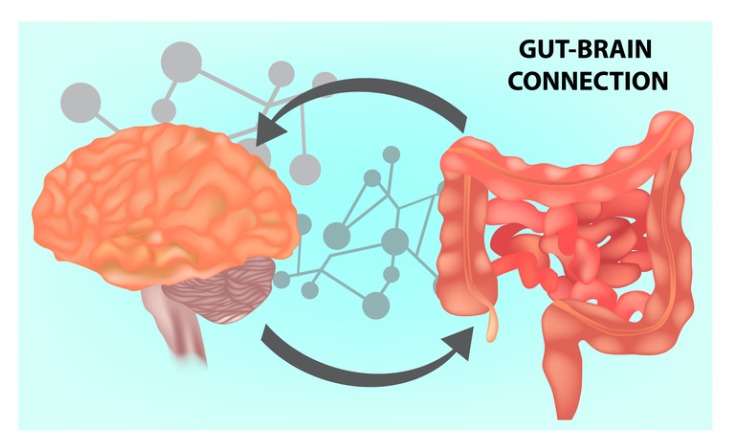 脳腸相関イメージ図　６．腸内細菌とグネチンC