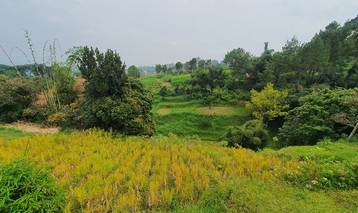 Lembangでのバングレ栽培風景１　③自然と共存した栽培