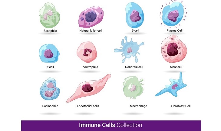 免疫細胞一覧　７．免疫とグネチンC