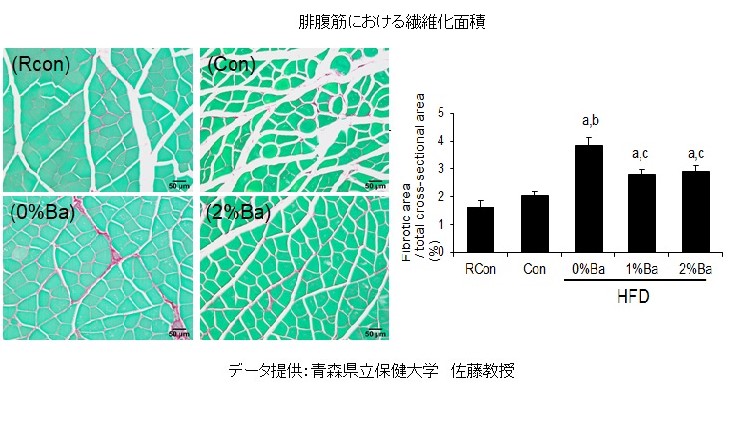 腓腹筋　繊維化　②ジャワしょうがのサルコペニア予防効果