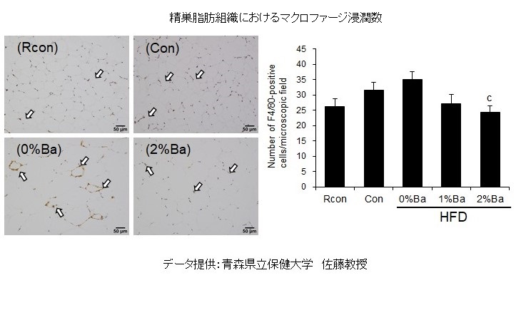 精巣脂肪組織グラフ　②ジャワしょうがのサルコペニア予防効果