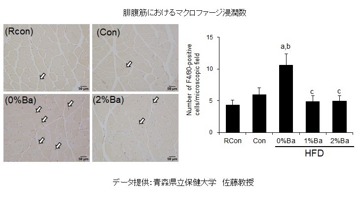 腓腹筋グラフ　②ジャワしょうがのサルコペニア予防効果