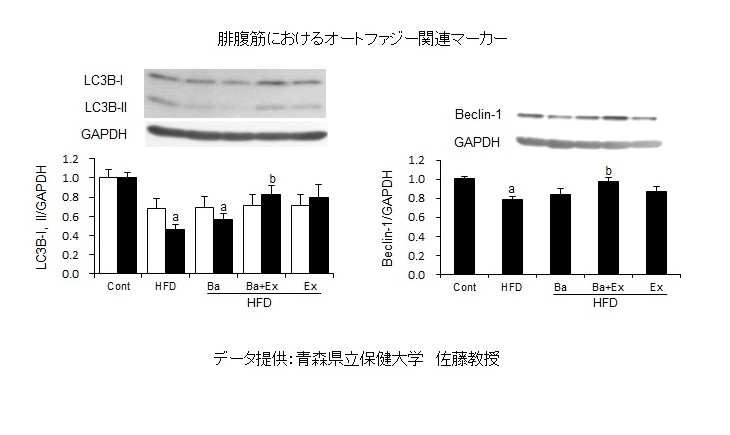 腓腹筋におけるオートファジー関連マーカー　⑥ジャワしょうがによるオートファジー活性化効果