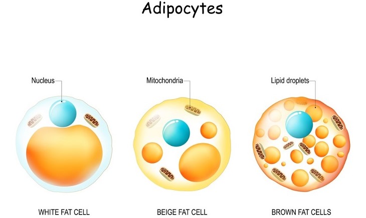 3種の脂肪細胞　８．炎症とグネチンC