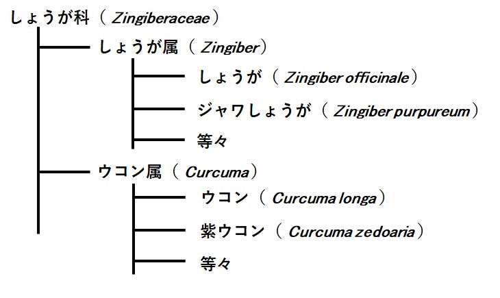 ジャワしょうが分類図 1.ジャワしょうがとは