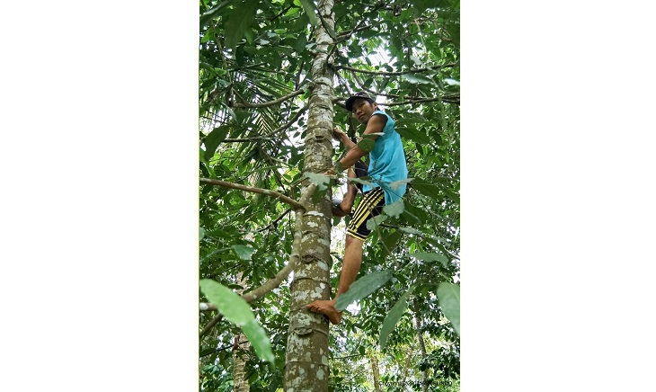 メリンジョの樹に登り収穫する農家