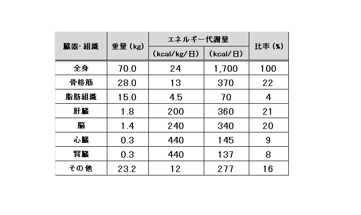 臓器・機能別エネルギー代謝量　②加齢による基礎代謝の減少　１１．内臓脂肪とグネチンC