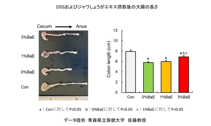 DSSおよびジャワしょうがエキス摂取後の大腸の長さ