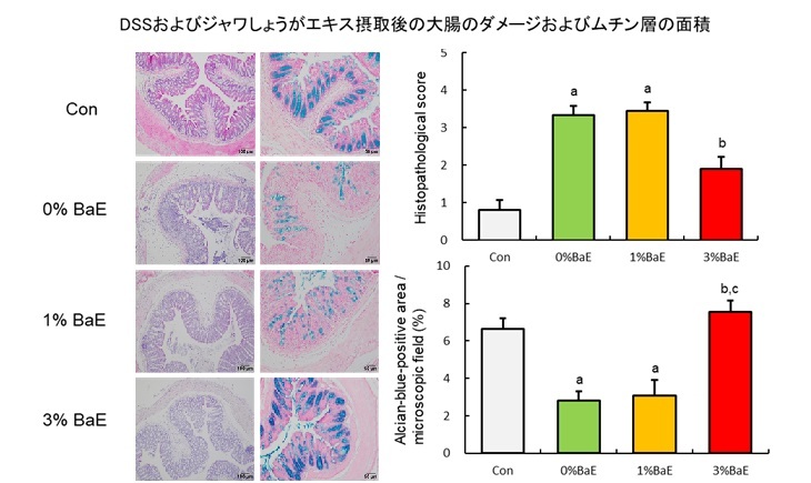 DSSおよびジャワしょうがエキス摂取後の大腸ダメージおよびムチン層の面積