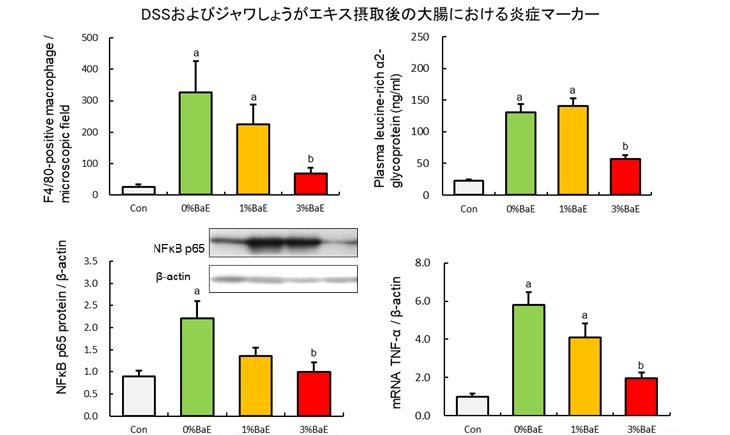 DSSおよびジャワしょうがエキス摂取後の大腸における炎症マーカー